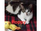 Adopt Poppy a Tabby