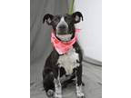 Adopt Kaylie - Adoptable a Affenpinscher, Pointer