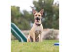 Adopt Azalea a Black Mouth Cur, Shepherd