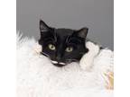 Adopt Maggie Mustache a Domestic Short Hair