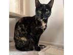 Adopt Toffee a American Shorthair