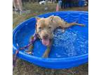 Adopt Louise a Pit Bull Terrier