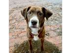 Adopt Penelope a Labrador Retriever, Cattle Dog