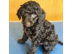 Poodle (Toy) Puppy for sale in Wytheville, VA, USA