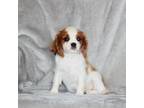 Cavalier King Charles Spaniel Puppy for sale in Sentinel Butte, ND, USA