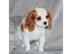 Cavalier King Charles Spaniel Puppy for sale in Sentinel Butte, ND, USA