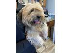 Adopt Maisie a Shih Tzu