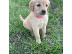 Golden Retriever Puppy for sale in Caney, KS, USA