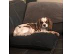 Cavalier King Charles Spaniel Puppy for sale in Asheville, NC, USA