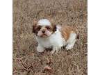 Shih Tzu Puppy for sale in Bogart, GA, USA