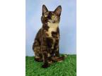 Adopt Dolly a Domestic Short Hair