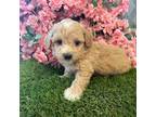 Maltipoo Puppy for sale in Hartville, MO, USA