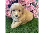 Maltipoo Puppy for sale in Hartville, MO, USA