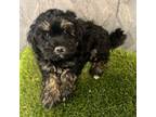 Shih-Poo Puppy for sale in Hartville, MO, USA