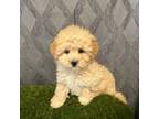 Shih-Poo Puppy for sale in Hartville, MO, USA