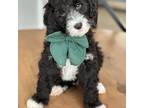 Goldendoodle Puppy for sale in Fayetteville, GA, USA