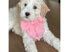 Goldendoodle Puppy for sale in Fayetteville, GA, USA