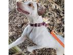 Adopt Echo a Pointer