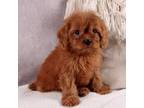 Cavapoo Puppy for sale in Dundee, OH, USA