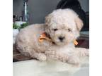 Maltipoo Puppy for sale in Scottsdale, AZ, USA