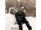 Dolce