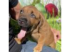 Adopt CHANTILLY a Mixed Breed