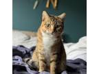 Adopt Shama a Domestic Short Hair