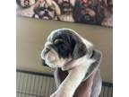 Bulldog Puppy for sale in Surprise, AZ, USA