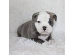 Bulldog Puppy for sale in Shipshewana, IN, USA