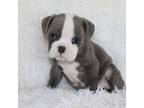 Bulldog Puppy for sale in Shipshewana, IN, USA