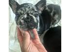 French Bulldog Puppy for sale in Las Vegas, NV, USA
