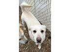Adopt Pearl -Call [phone removed] To Meet a Labrador Retriever