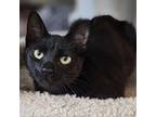 Adopt Blackberry a Domestic Short Hair