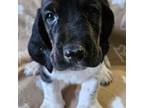 Basset Hound Puppy for sale in Talking Rock, GA, USA
