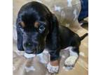 Basset Hound Puppy for sale in Talking Rock, GA, USA