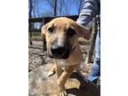 Adopt Butterscotch a Shepherd