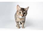 Adopt Shelley a Tabby