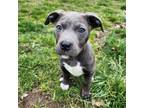 Adopt Angel a Pit Bull Terrier