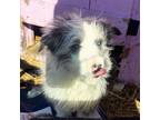 Adopt Penni a Australian Shepherd, Miniature Poodle