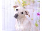 Adopt JEANNIE a Labrador Retriever