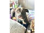 Adopt ELLA a Pit Bull Terrier