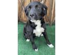 Adopt OLIVE a Border Collie, Labrador Retriever