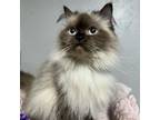 Adopt Sophie a Domestic Long Hair