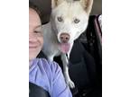 Adopt Winter a Siberian Husky