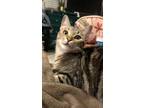 Adopt Amira a Tabby, American Curl