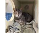 Adopt Maggie a Domestic Short Hair