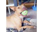 Adopt Kamyla a Mixed Breed, American Staffordshire Terrier