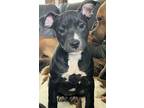 Adopt Bubbles a Boxer, Pit Bull Terrier