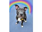 Adopt Blossom a Boxer, Pit Bull Terrier