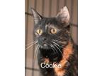 Adopt Cookie a Domestic Short Hair